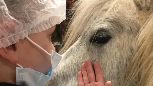 L’association « Ani'nomade » lance un appel à l’aide 